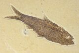 Fossil Fish Plate With Diplomystus & Knightia - Wyoming #245022-2